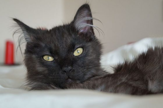 Um gesund zu bleiben, brauchen Katzen einen ausgewogenen Nährstoffmix im Futter. Der Katzenfutter-Test zeigte hier erhebliche Unterschiede beim Katzenfutter auf. Und: teuer ist nicht immer gut. (Foto: Markus Burgdorf)
